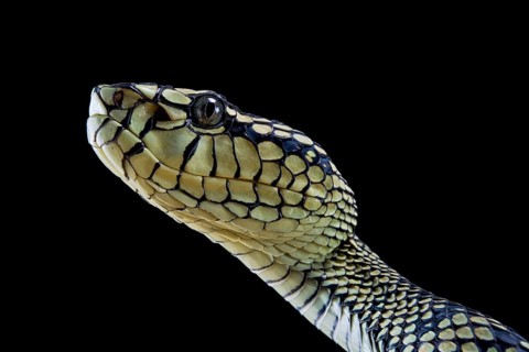 Sumatran Pitviper (Trimeresurus sumatranus) Captive