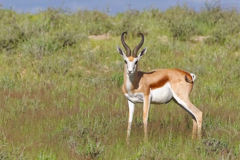 Springbok (Antidorcas marsupialis)