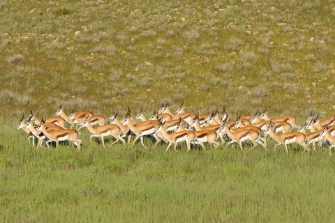 Springboks (Antidorcas marsupialis)