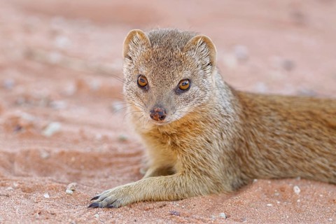 Yellow mongoose (Cynictis penicillata)
