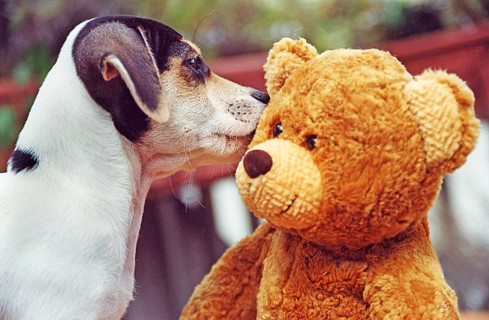Jack Russell Terrier sniffs Teddy