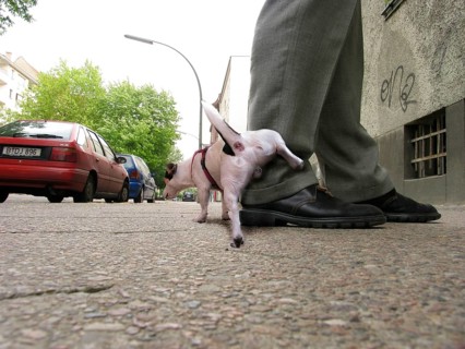 Dog peeing on a man's leg
