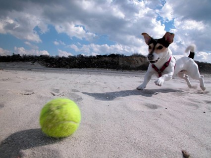 Jack Russell Terrier plays ball on the beach