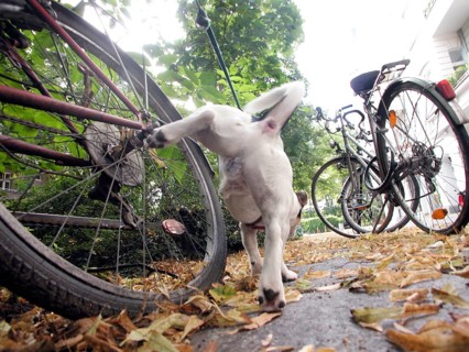 Jack Russell Terrier marks his territory