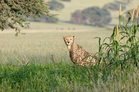 Cheetah (Acinonyx jubatus)
