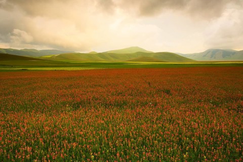 Red flowering field with hills behind in the evening light