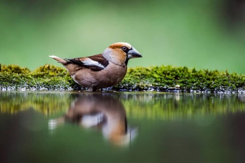 Hawfinch (Coccothraustes coccothraustes)