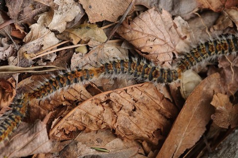 Pine Processionary (Thaumetopoea pityocampa)
