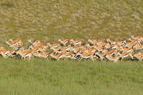 Springboks (Antidorcas marsupialis)
