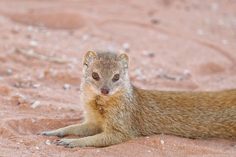 Yellow mongoose (Cynictis penicillata)