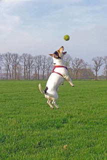 Jack Russell jumps in the air