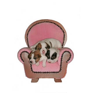 Jack Russell Terrier