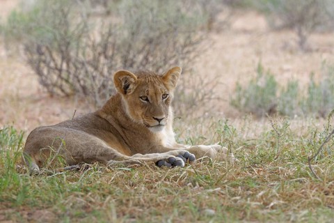 Lion (Panthera leo vernayi)