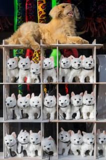 Shop window with toy dogs