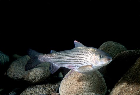 Grayling
