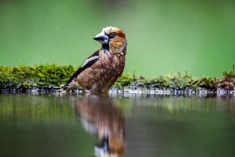 Hawfinch (Coccothraustes coccothraustes)