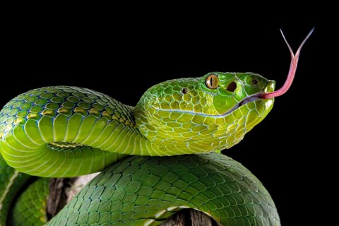 Pope's Pitviper (Trimeresurus popeiorum) female