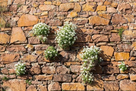 Alpine goosefoot (Arabis alpina) grows in a crack in the wall