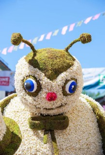 Narcissus Festival