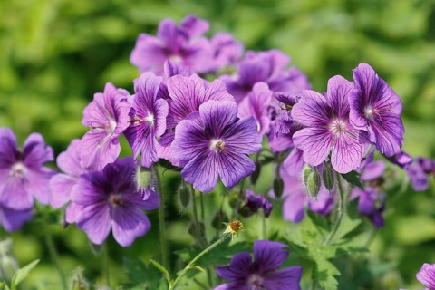 Cranesbill (Geranium) purple flowers