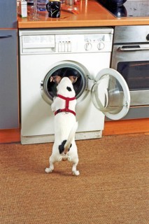 Jack Russell looks into a washing machine