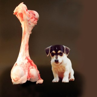 Jack Russell Terrier