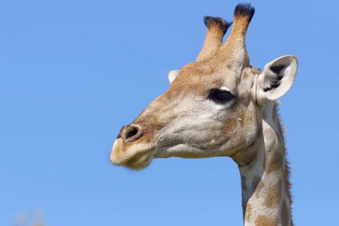 South African giraffe (Giraffa camelopardalis giraffa)