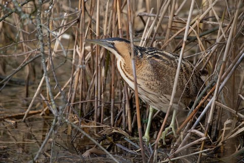 Eurasian bittern (Botaurus stellaris)