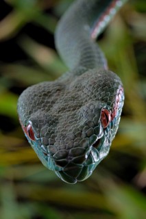 Pope's Pitviper (Trimeresurus popeiorum) male