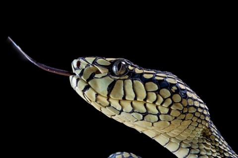 Sumatran Pitviper (Trimeresurus sumatranus) Captive