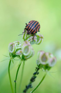 Italian striped-bug (Graphosoma italicum) sits on the fruit of Mediterranean hartwort (Tordylium apulum)