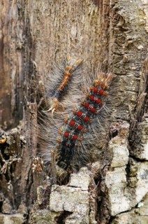 Caterpillars of the sponge moth