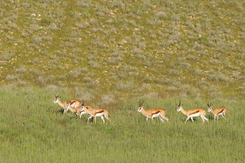 Springboks (Antidorcas marsupialis)