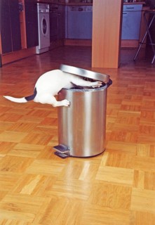 Jack Russell Terrier tries to raid the trash can