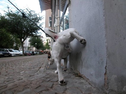 Jack Russell Terrier marks his territory