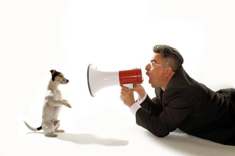 Jack Russell receives commands with the megaphone