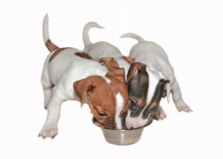 Jack Russell Terrier