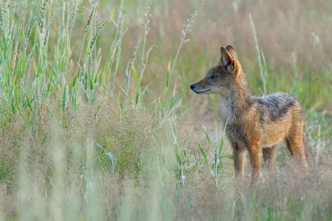 Black-backed jackal (Canis mesomelas)