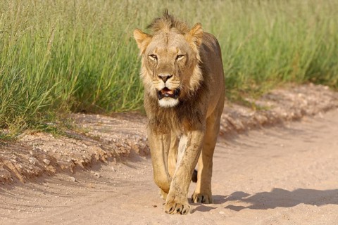 Black-maned lion (Panthera leo vernayi)