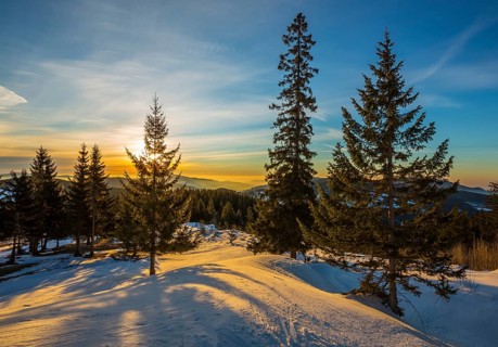 Snow-covered alp at sunrise with Spruces trees (Picea)