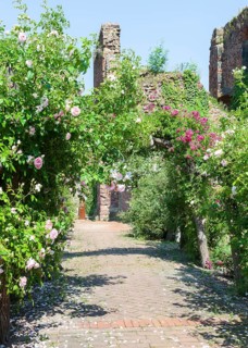 Archway with Roses (Rosa)