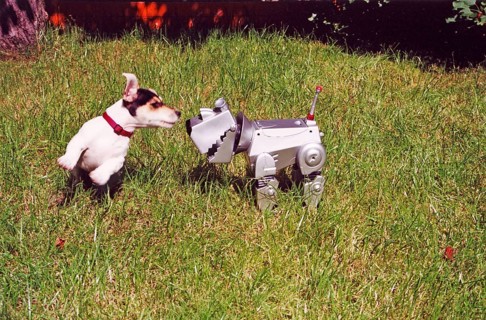 Jack Russell Terrier plays with robot dog