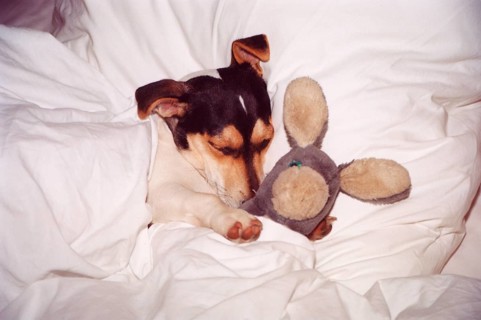 Jack Russell Terrier sleeps in bed with stuffed animal