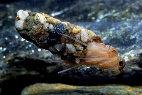 Caddisfly larva (Trichoptera)