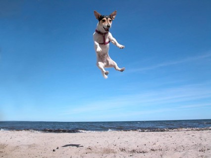 Jack Russell Terrier on the beach
