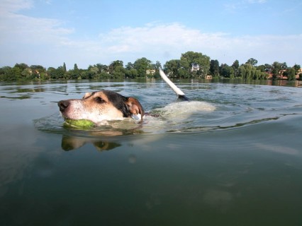 Jack Russell Terrier swims