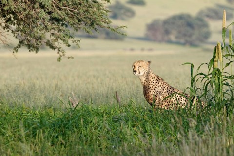 Cheetah (Acinonyx jubatus)