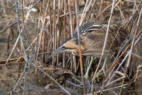 Eurasian bittern (Botaurus stellaris)
