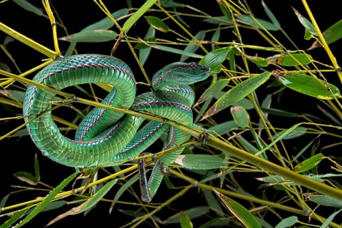 Pope's Pitviper (Trimeresurus popeiorum) male