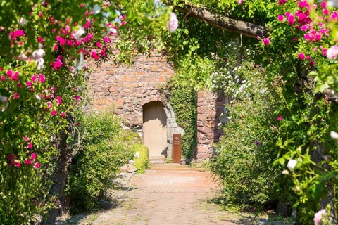 Way with Rose arch and hedges (rosa)